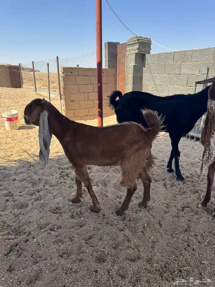 للبيع معزاء 3