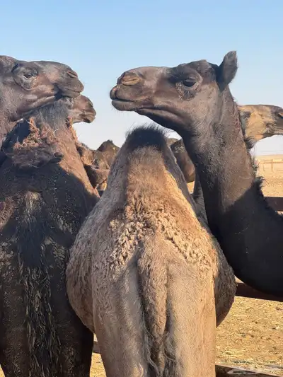 حشو قصب العدد 7 مجاهيم index