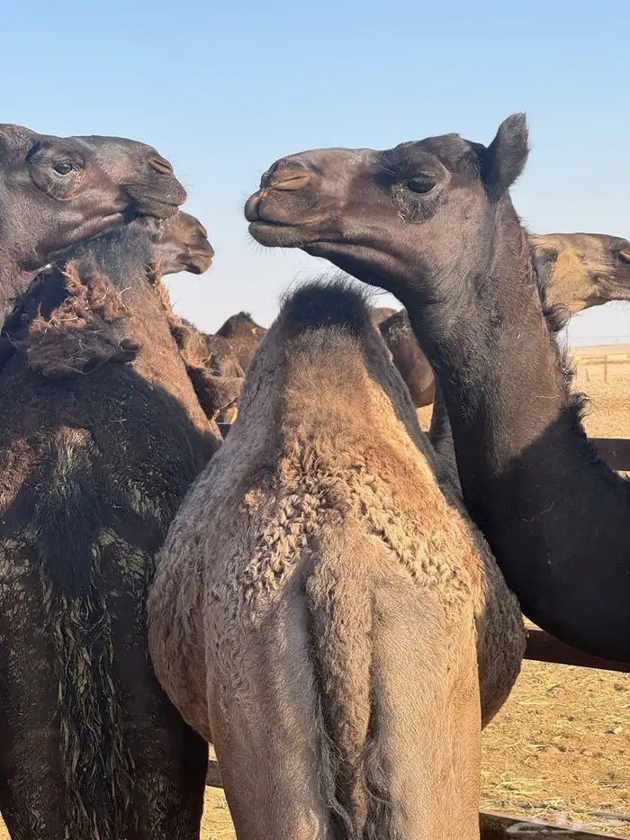 حشو قصب العدد 7 مجاهيم 2