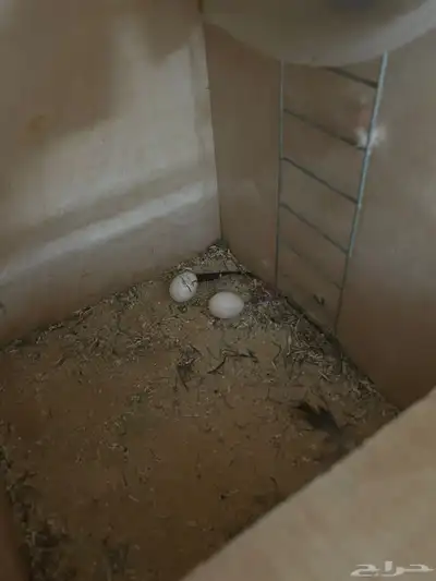 زوج كوكاتو منتج (مميز) index