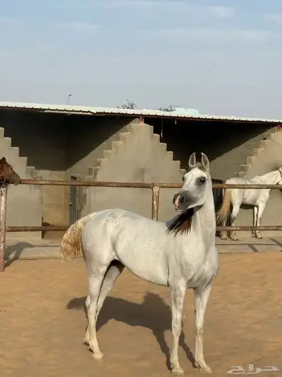 نوع العرض فرس 0