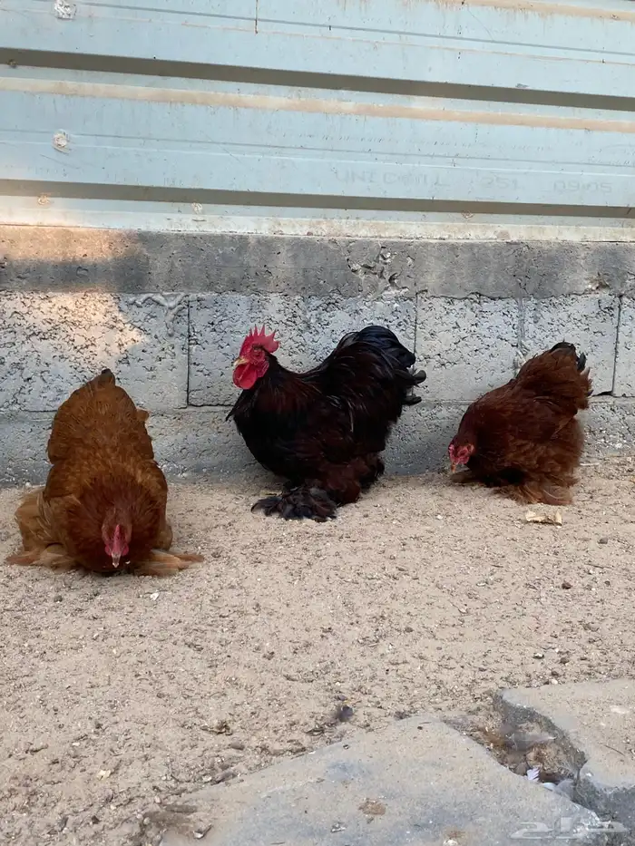 طقم كوشن احمر امرايكي 1