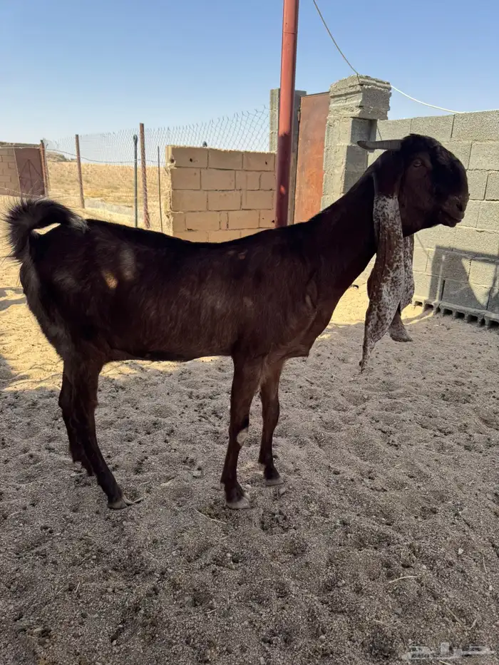 للبيع معزاء 4