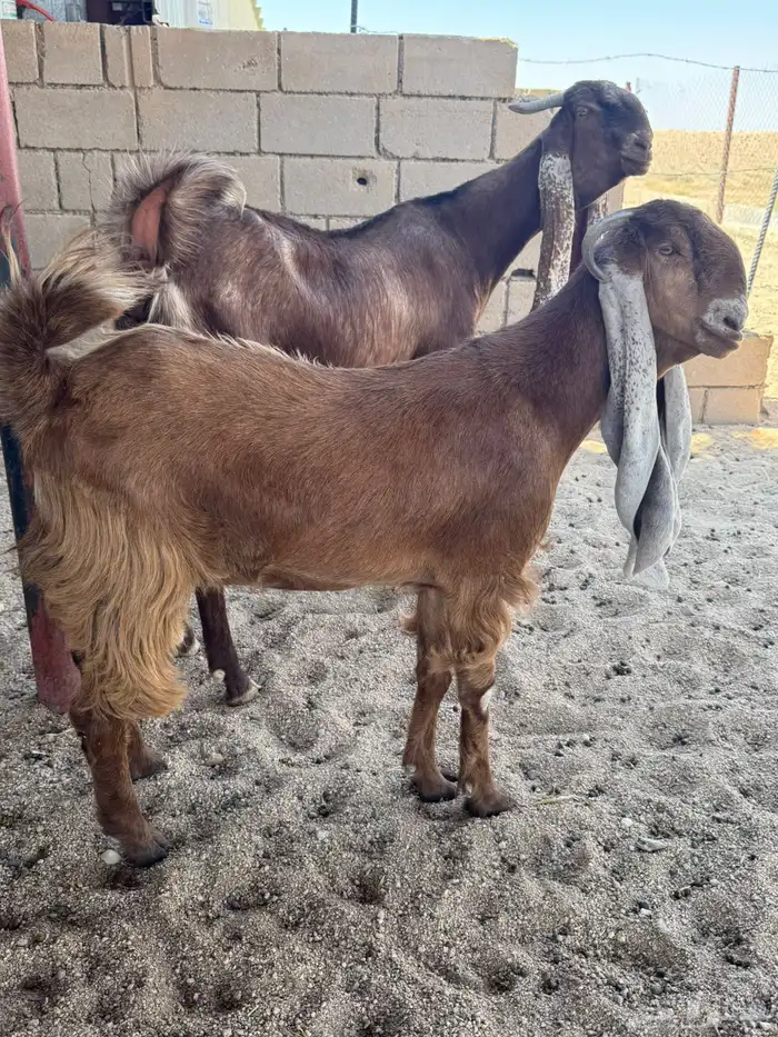 للبيع معزاء 0