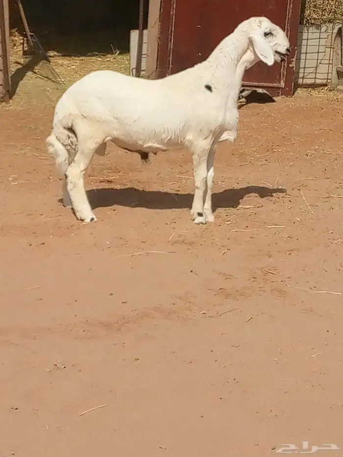 ذبايح للبيع 0