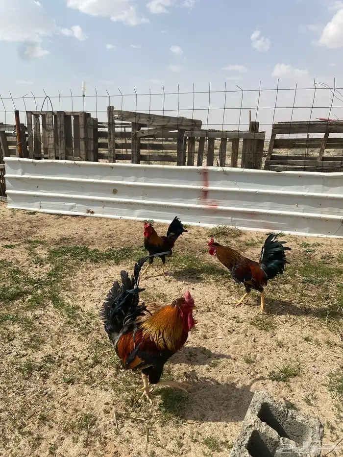 دجاج عربي للبيع 12