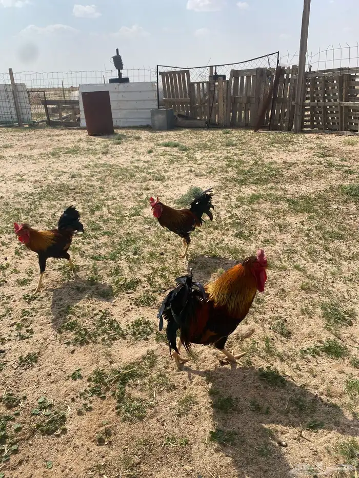 دجاج عربي للبيع 9