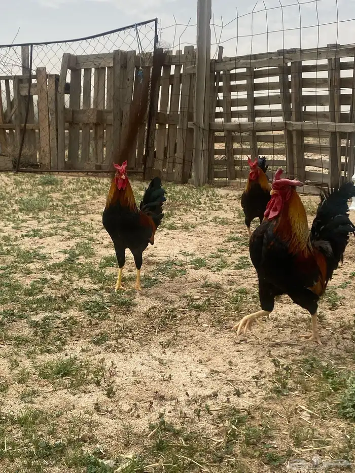 دجاج عربي للبيع 8