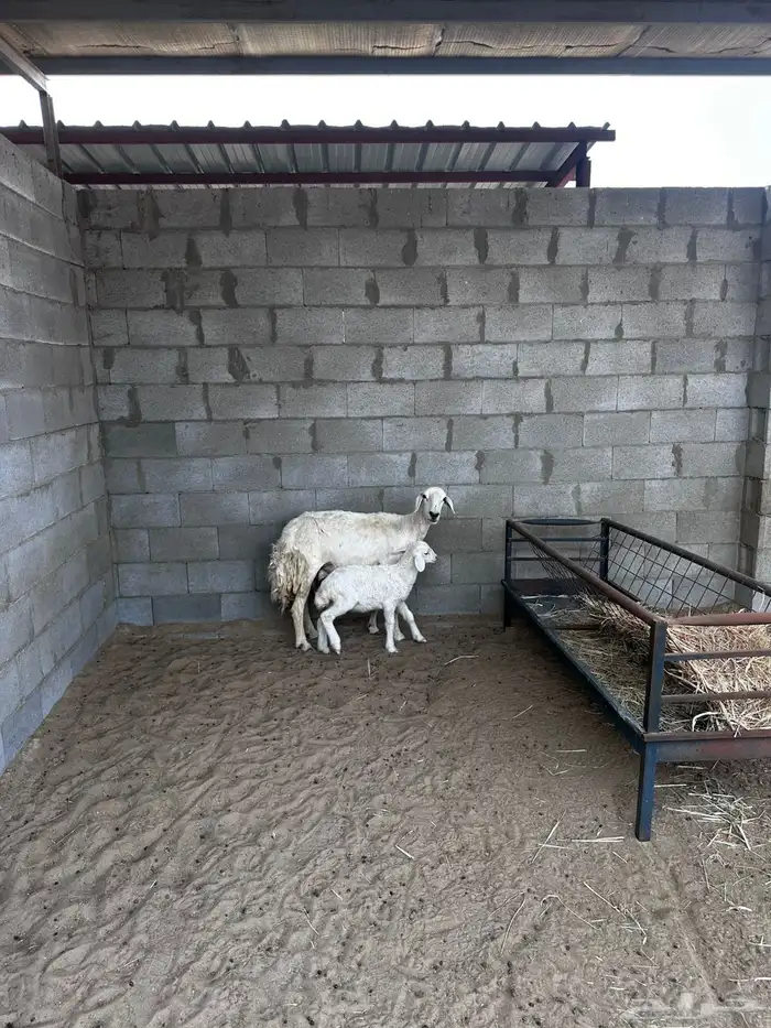 شاه حريه تحتها رخل روم وسلمم سنها توها مشلعه سديس 2