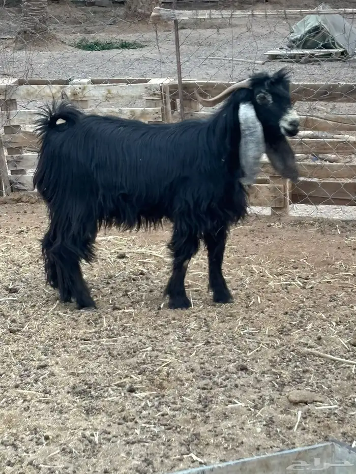 تيس فحل عارضي 0