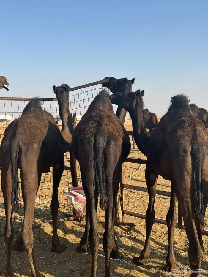 حشو قصب العدد 7 مجاهيم 0