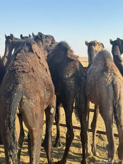 حشو قصب العدد 7 مجاهيم index