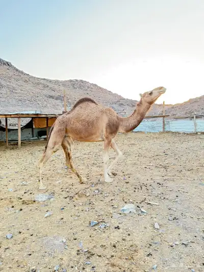 بكرتين للبيع index