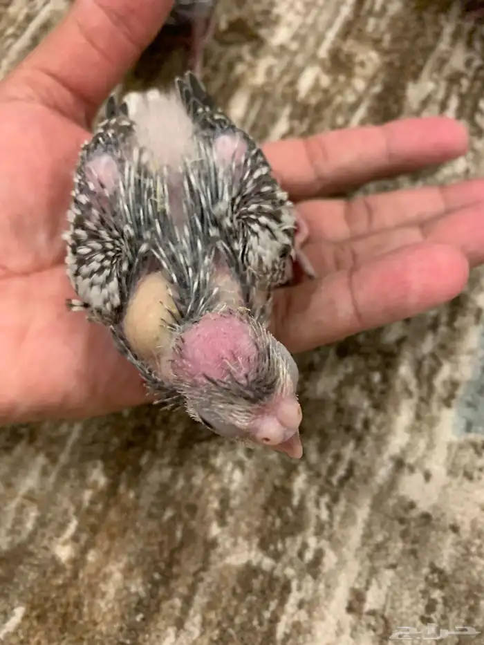 فرخ كروان للبيع 1