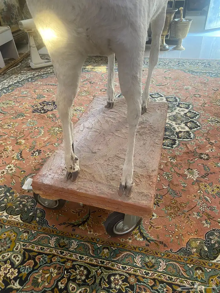 غزال تراثي محنط 5