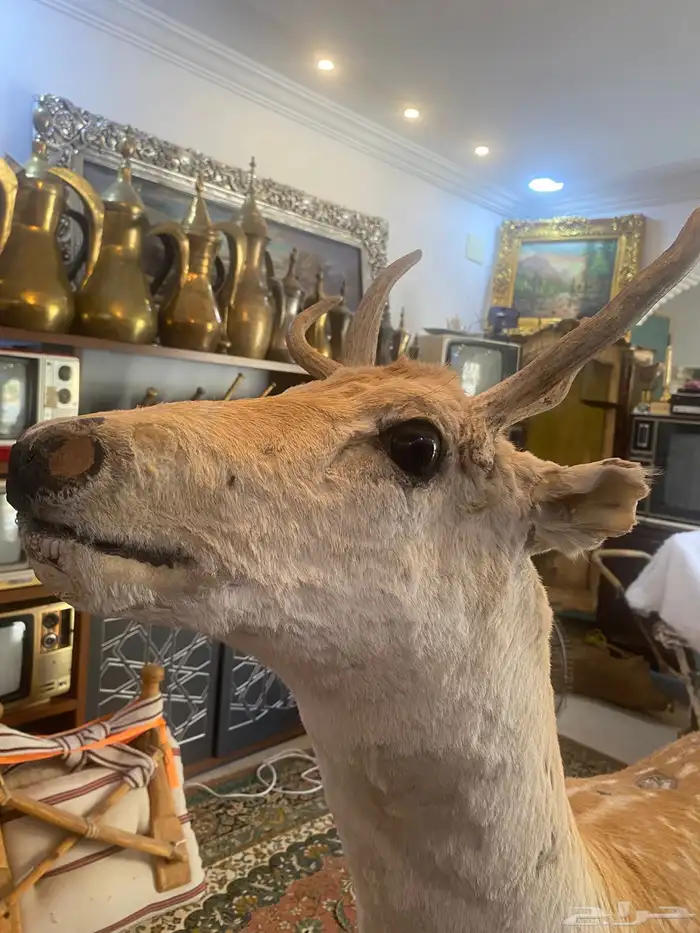 غزال تراثي محنط 2