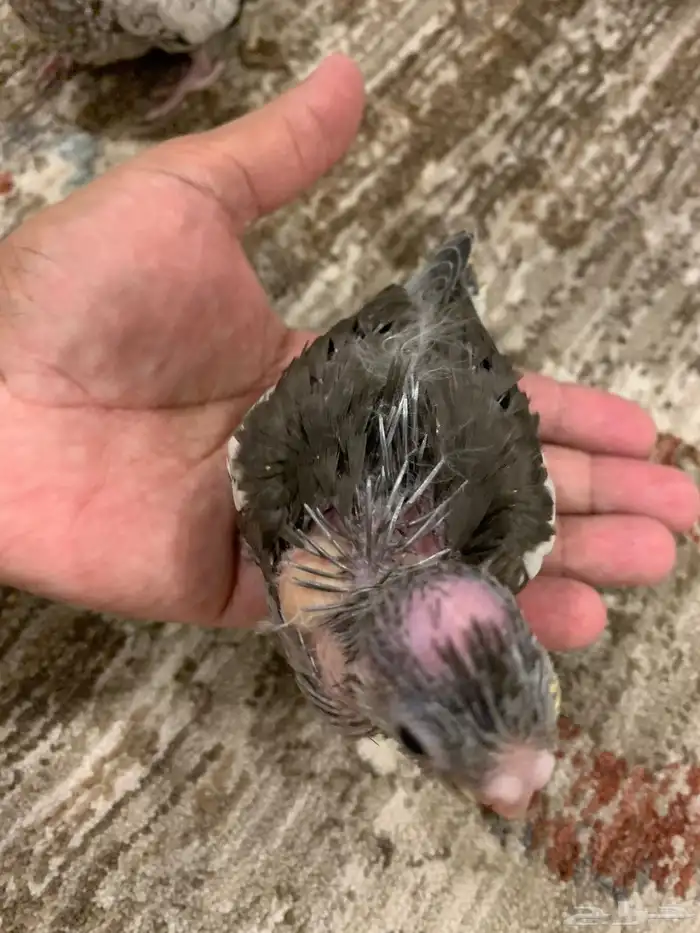 فرخ كروان للبيع 3