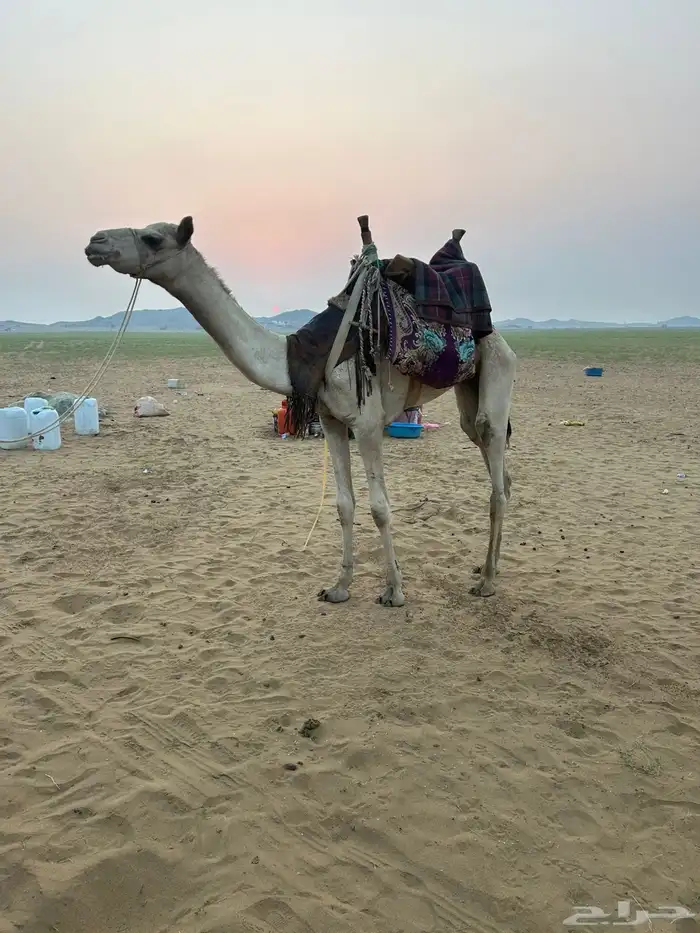 قعود سوداني حق طايع ماشاءالله تبارك الله 2