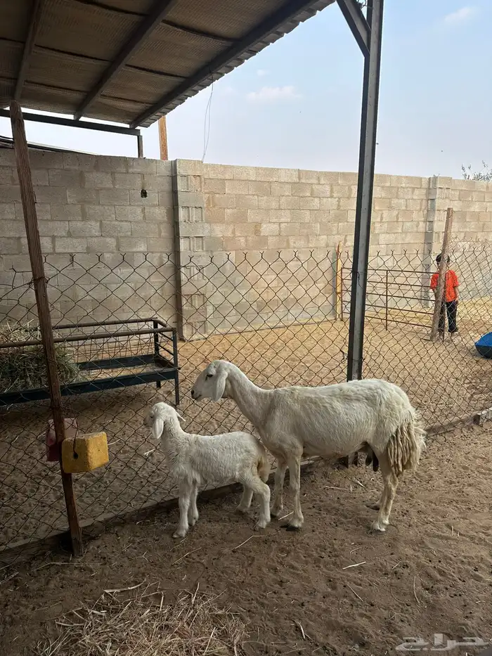 شاه حريه تحتها رخل روم وسلمم سنها توها مشلعه سديس 5