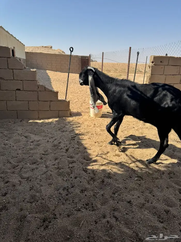 للبيع معزاء 7