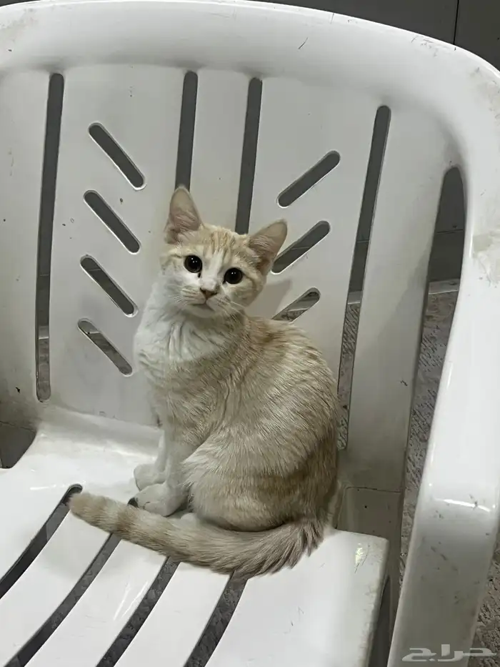 قطط للتبني الشرقيه 3