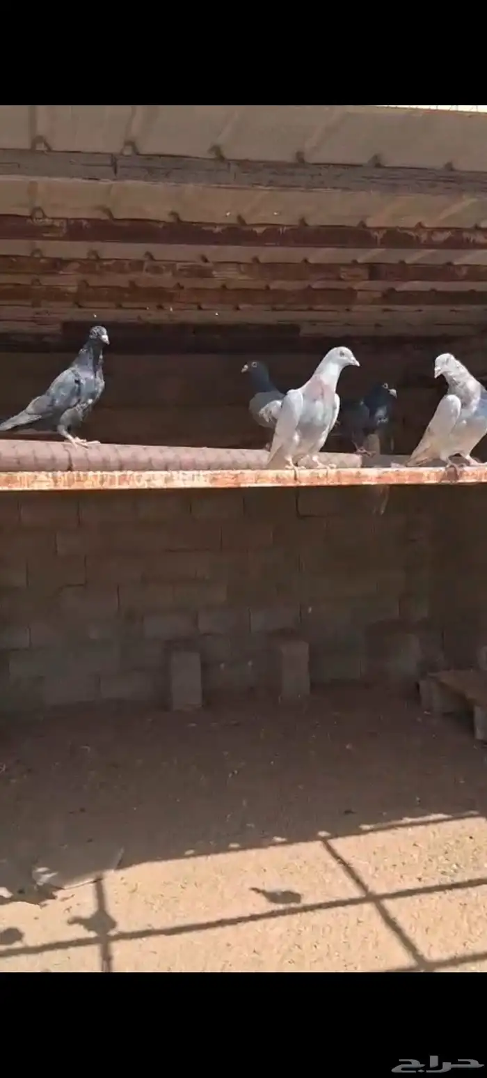 حمام مهجن هومر مع زاجل 1