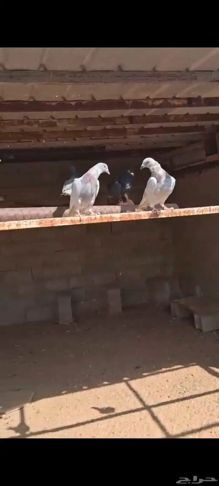 حمام مهجن هومر مع زاجل 0