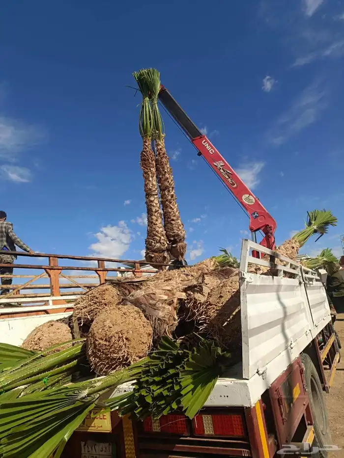 نخل عربي ونخل واشنطني 1