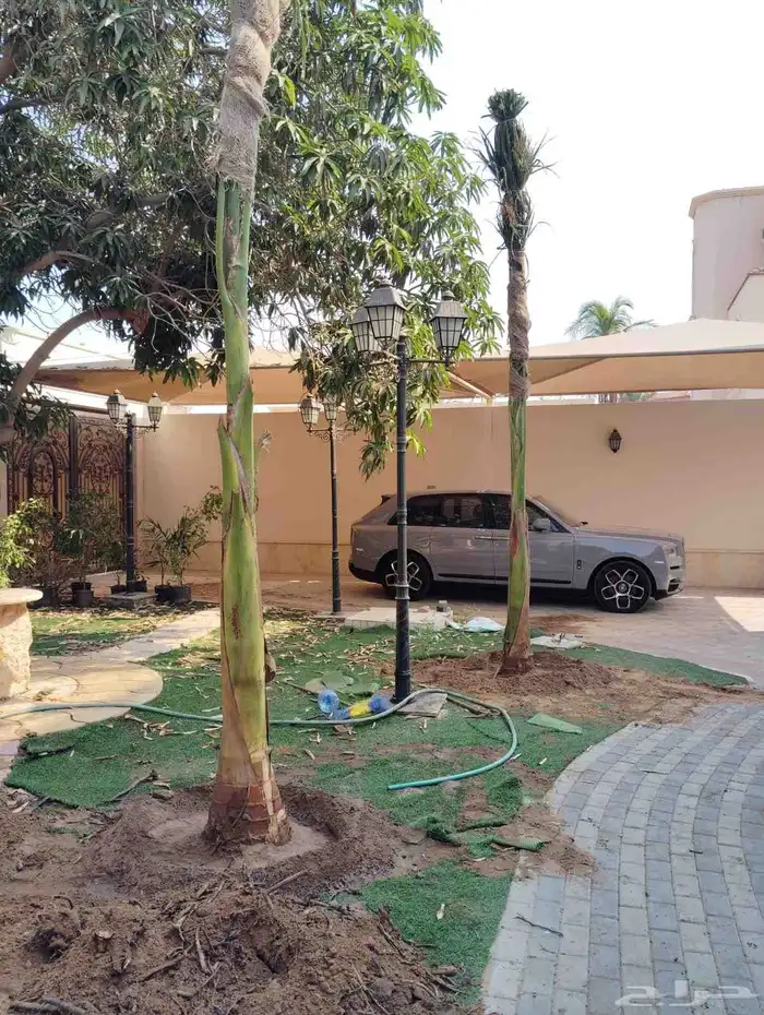 نخل ملوكي ملكي درجه اولى في جده واخارج جده جمبع المقاسات متو 2