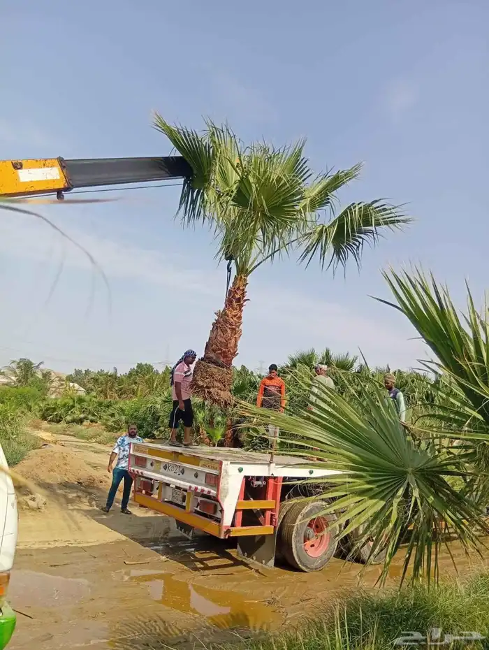 نخيل طيب للبيع 2