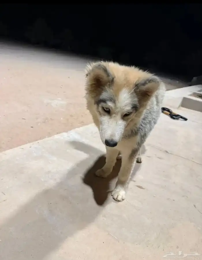 كلب هاسكي للبيع عيون زرقاء ولعوب 4