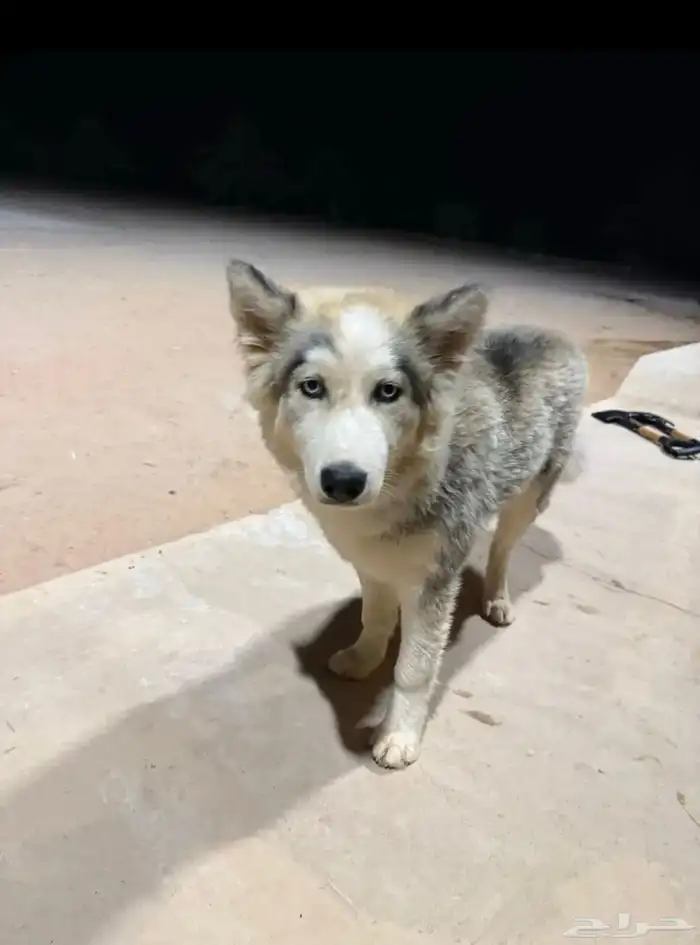 كلب هاسكي للبيع عيون زرقاء ولعوب 2