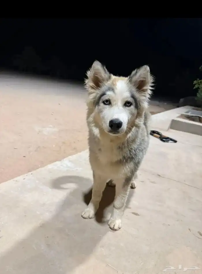 كلب هاسكي للبيع عيون زرقاء ولعوب 3