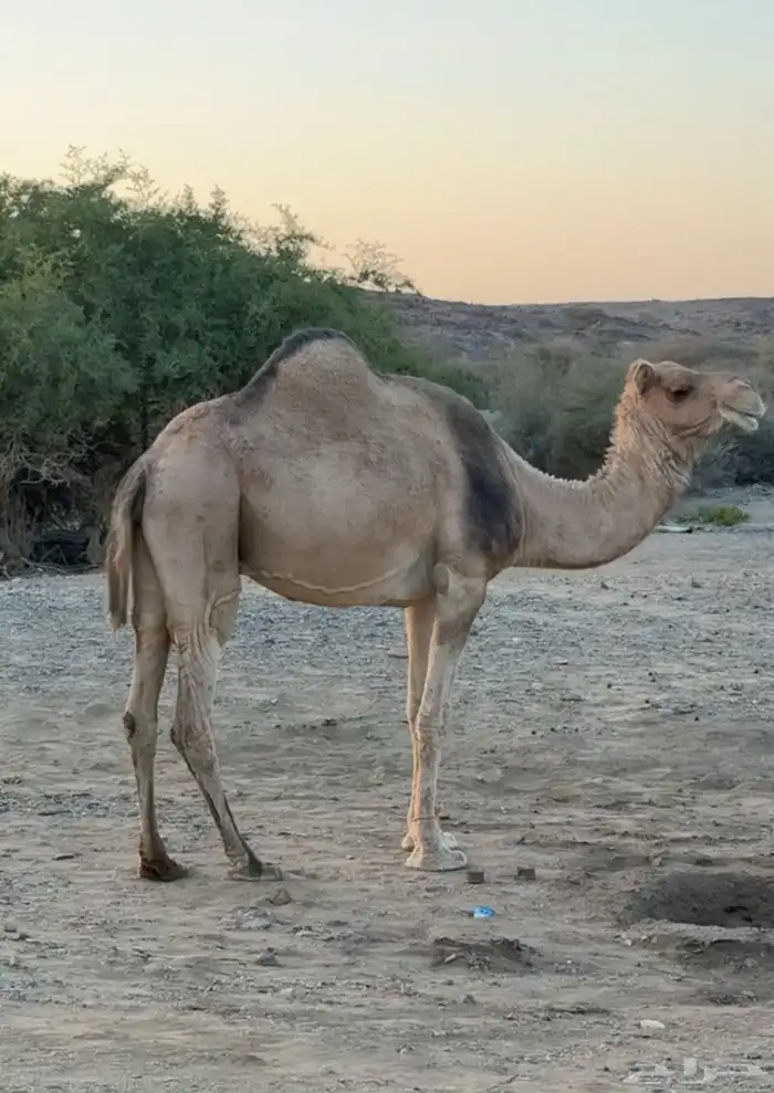 ناقه حايل بريه 1