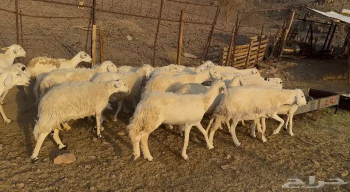 ضان حريات مرااح 5