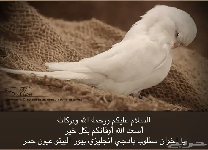 مطلوب بادجي انجليزي بيور البينو 0