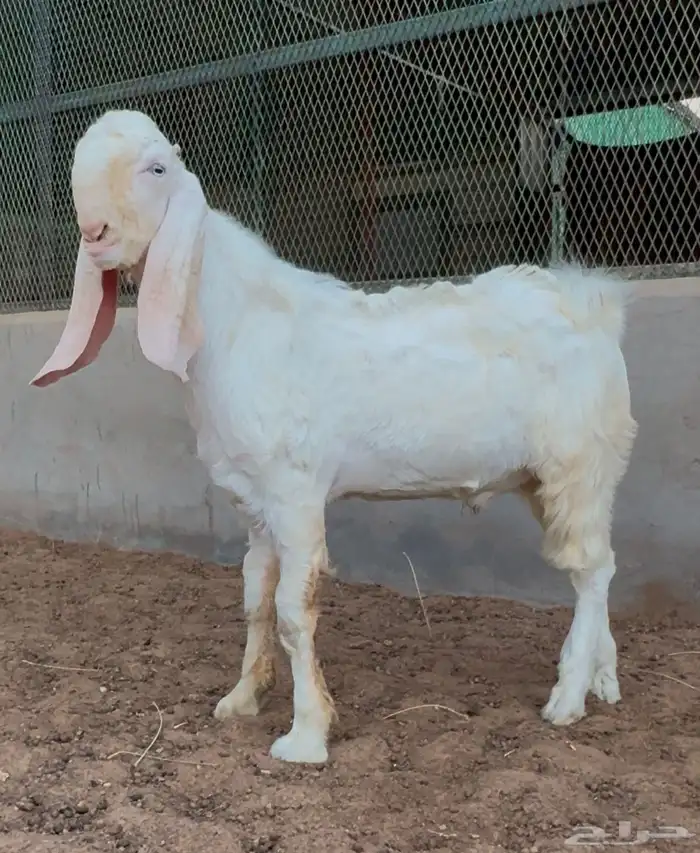 تيس ابيض ابرص مشرووك مشروع فحل 0