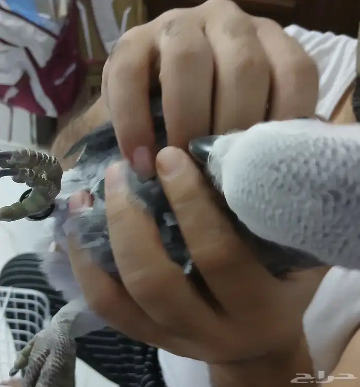 بغبغاء كاسكو محجل للبيع 0