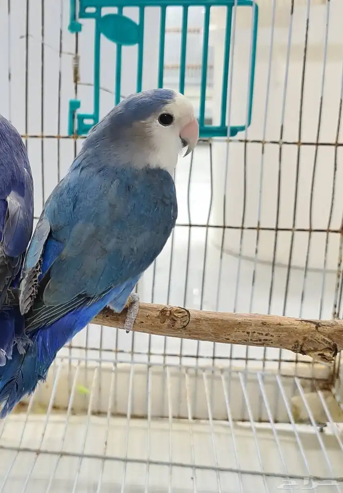 للبيع ذكور روز مستويات طيبة 1