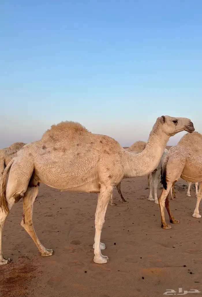 ناقة ضروبة وضحى للبيع 2