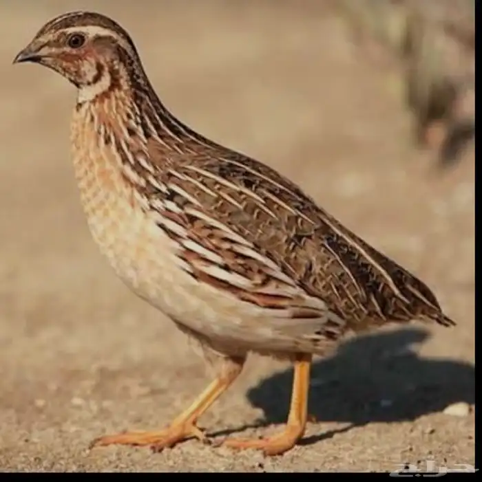 موجود سمان امهات بياضات مشروطه 0