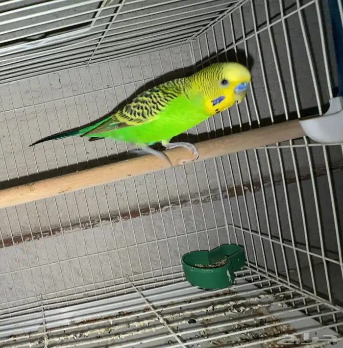 قطوه شيرازي وطير بادجي للتبني 1