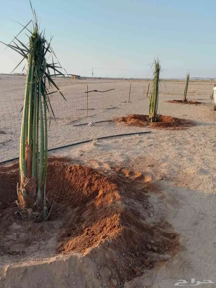 نخل القصيم نخلوطيب ومثمر على هذا الرقم 4