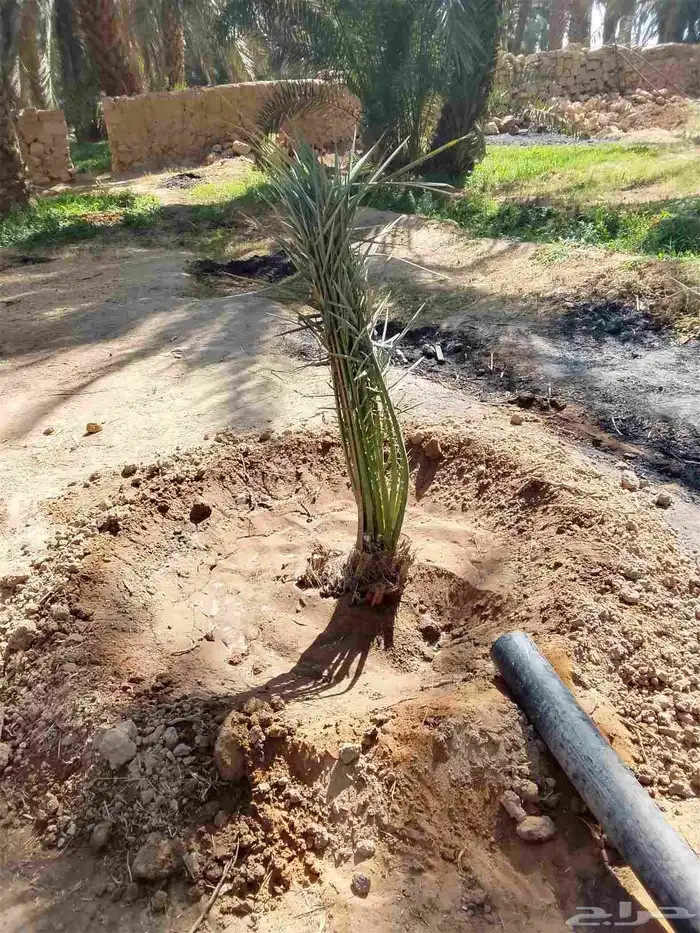 جميع انواع النخل 5