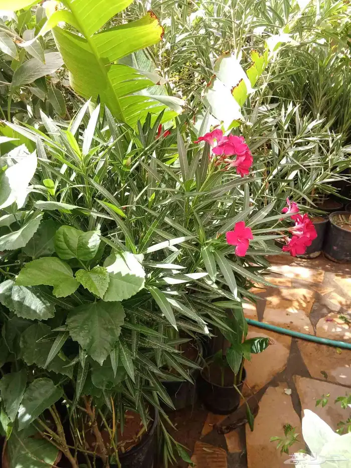 تنسيق حدائق 5