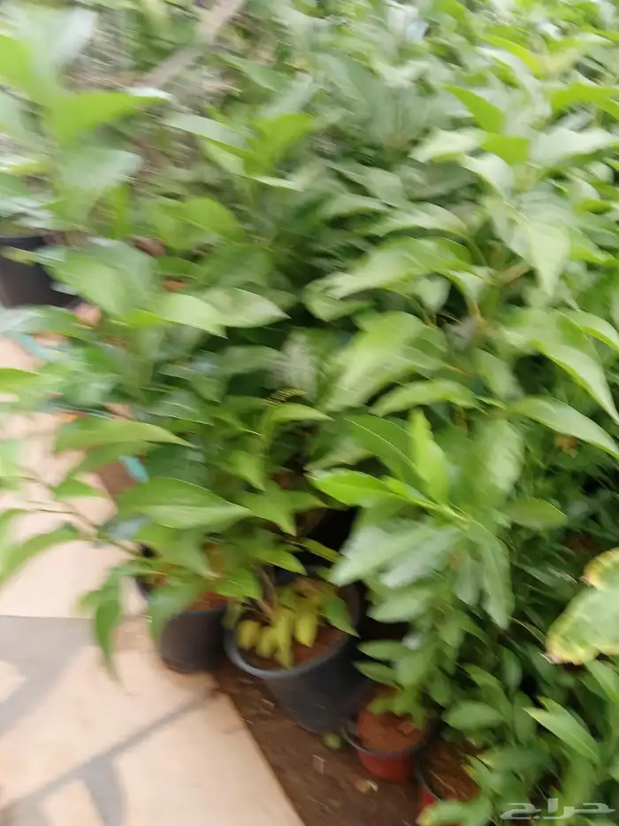 تنسيق حدائق 2