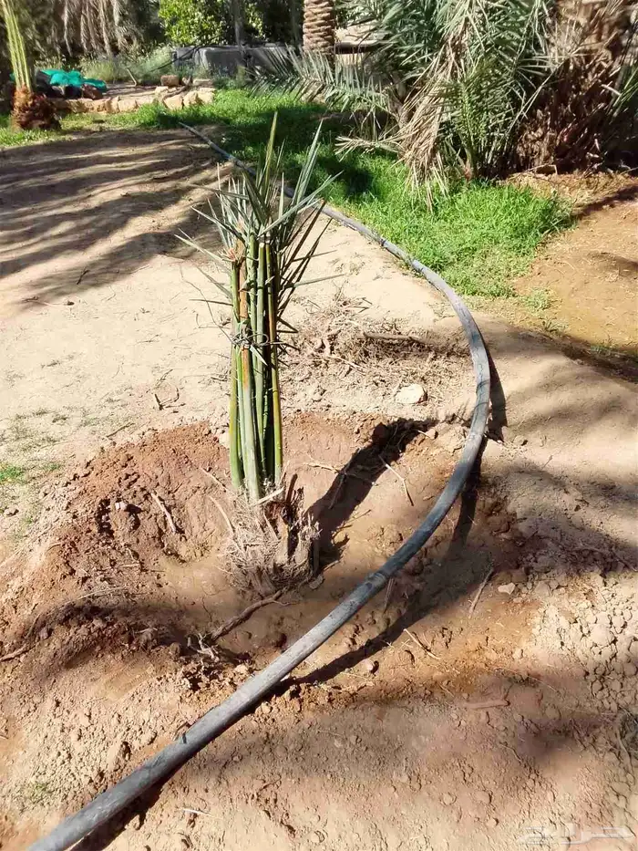 جميع انواع النخل 3