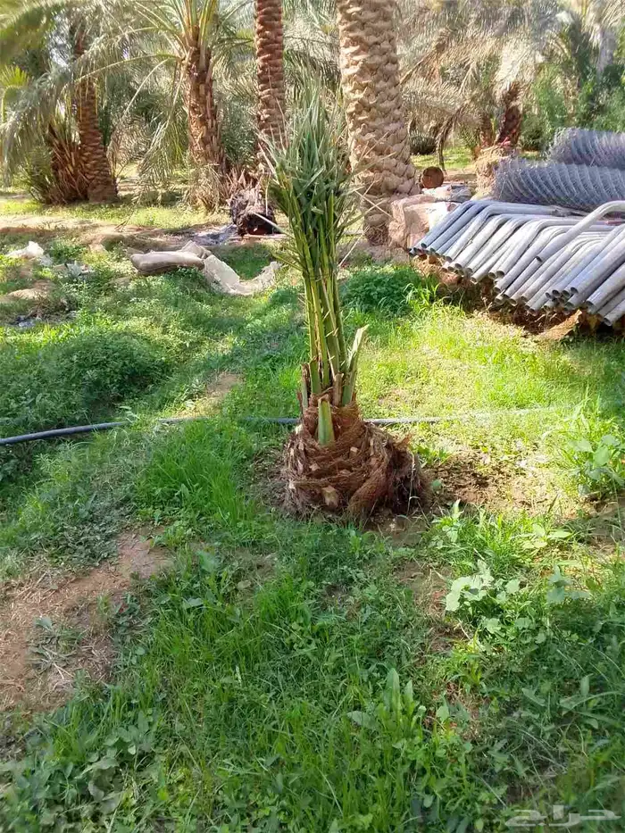 جميع انواع النخل 1