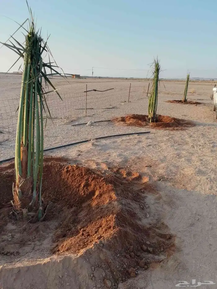 نخل القصيم نخلوطيب ومثمر على هذا الرقم 5