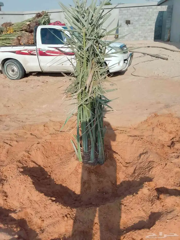 نخل القصيم نخلوطيب ومثمر على هذا الرقم 7